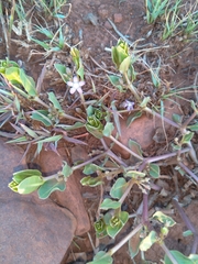 Raphionacme hirsuta