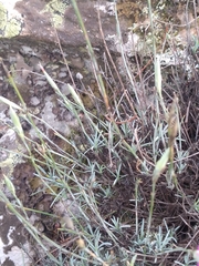 Dianthus laricifolius