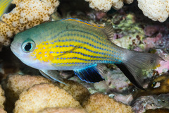 Pycnochromis vanderbilti