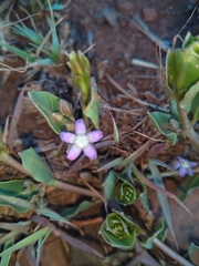 Raphionacme hirsuta