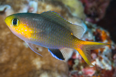 Pycnochromis acares
