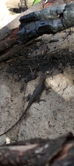 Sceloporus utiformis
