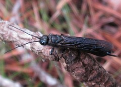 Sirex nigricornis