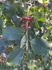 Ilex opaca
