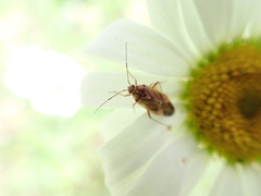 Deraeocoris flavilinea