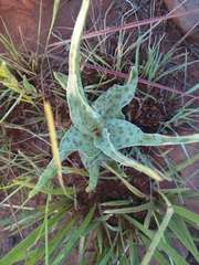 Ledebouria inquinata