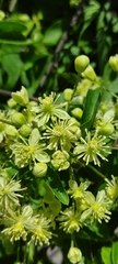 Clematis dioica