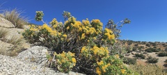 Ericameria cuneata spathulata
