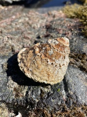 Megastraea undosa
