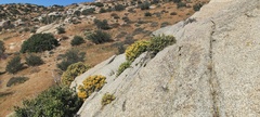 Ericameria cuneata spathulata