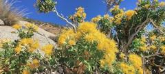 Ericameria cuneata spathulata