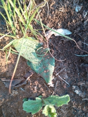 Ledebouria ovatifolia