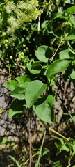 Clematis dioica