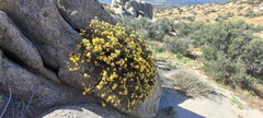 Ericameria cuneata spathulata