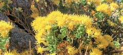 Ericameria cuneata spathulata