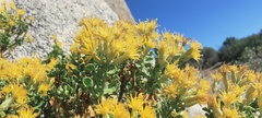 Ericameria cuneata spathulata
