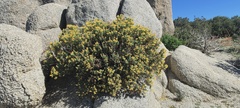 Ericameria cuneata spathulata