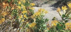 Ericameria cuneata spathulata