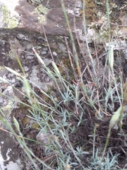 Dianthus laricifolius