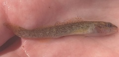 Etheostoma whipplei