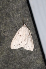 Philedia punctomacularia