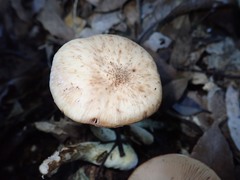 Armillaria cepistipes