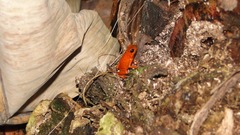 Oophaga pumilio