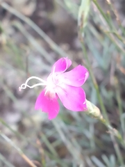 Dianthus laricifolius