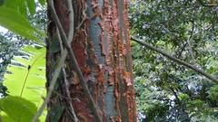Bursera simaruba image