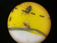 Elaphropeza ephippiata