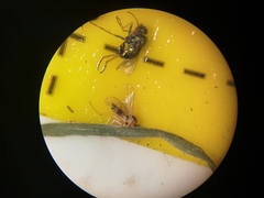 Elaphropeza ephippiata