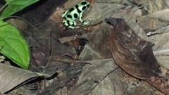 Dendrobates auratus