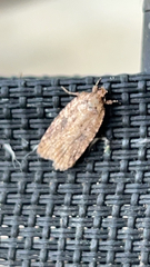 Agonopterix pulvipennella