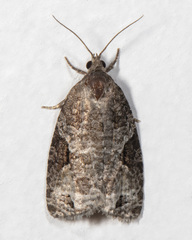 Apotomis infida