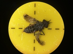 Haematopota pluvialis