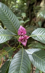 Palicourea chiriquiensis image