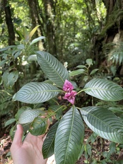 Palicourea chiriquiensis