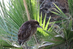 Nycticorax nycticorax