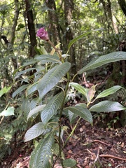 Palicourea chiriquiensis