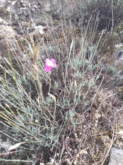 Dianthus laricifolius