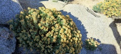 Ericameria cuneata spathulata