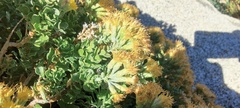 Ericameria cuneata spathulata