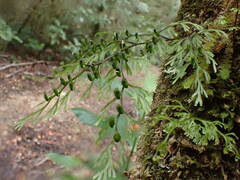 Hymenophyllum multifidum