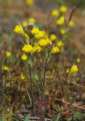 Castilleja lasiorhyncha