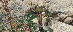 Penstemon clevelandii clevelandii