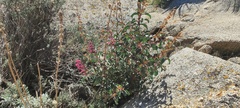 Penstemon clevelandii clevelandii