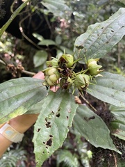 Malvaviscus arboreus