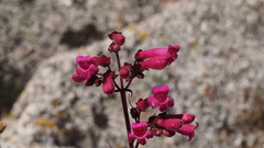 Penstemon clevelandii clevelandii