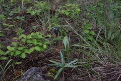 Fritillaria affinis