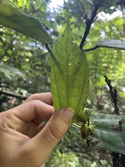 Malvaviscus arboreus